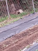 팜모닝 고추·영농일지 게시글 이미지