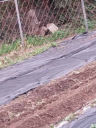 김석율님의 고추 · 영농일지 작성글 사진