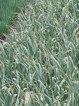 팜모닝 농사, 무엇이든 물어보세요!·참여글 게시글 이미지