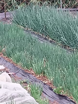 김석율님의 농사, 무엇이든 물어보세요! · 참여글 작성글 사진