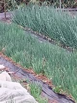 팜모닝 마늘·영농일지 게시글 이미지