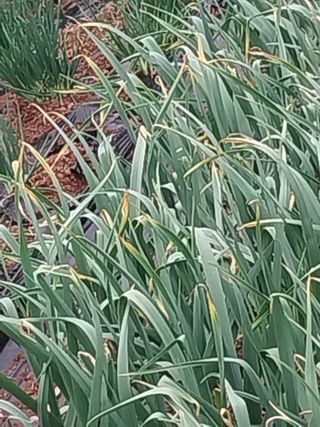 김석율님의 마늘 · 영농일지 작성글 사진