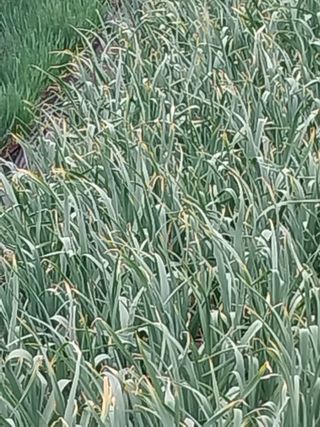 김석율님의 마늘 · 영농일지 작성글 사진