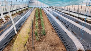 김소정(요리하는종부님의 감자 · 영농일지 작성글 사진