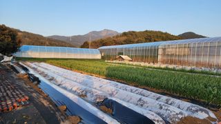 김소정(요리하는종부님의 감자 · 영농일지 작성글 사진