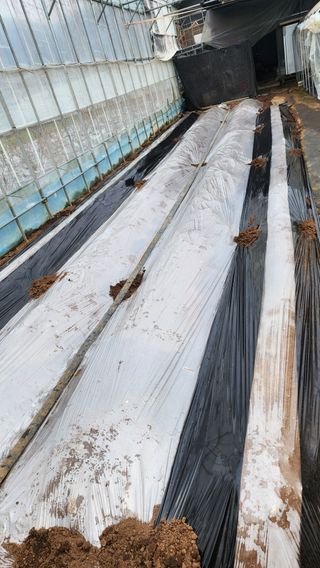 김소정(요리하는종부님의 감자 · 영농일지 작성글 사진