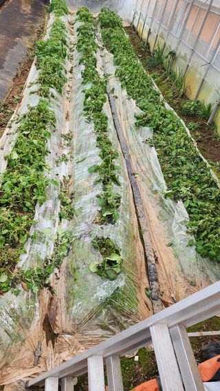 김소정(요리하는종부님의 감자 · 영농일지 작성글 사진