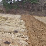 팜모닝 두릅·영농일지 게시글 이미지