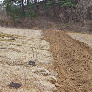 내땅님의 두릅 · 영농일지 작성글 사진
