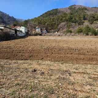 내땅님의 두릅 · 영농일지 작성글 사진