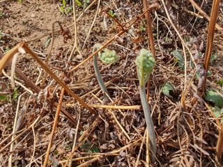 다온아띠농원 장현호님의 자유주제 · 자유게시판 작성글 사진