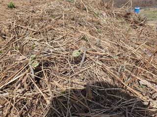 다온아띠농원 장현호님의 자유주제 · 자유게시판 작성글 사진