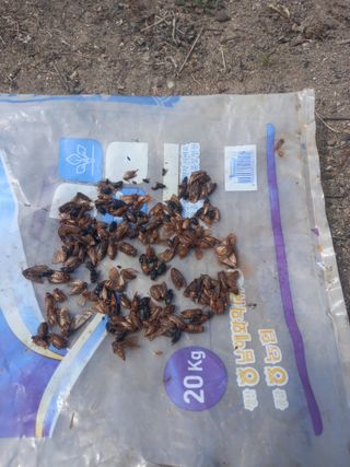 은행5k35000원님의 복숭아 · 영농일지 작성글 사진