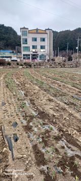 팜모닝 마늘·영농일지 게시글 이미지