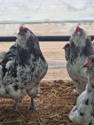 이병철님의 자유주제 · 자유게시판 작성글 사진