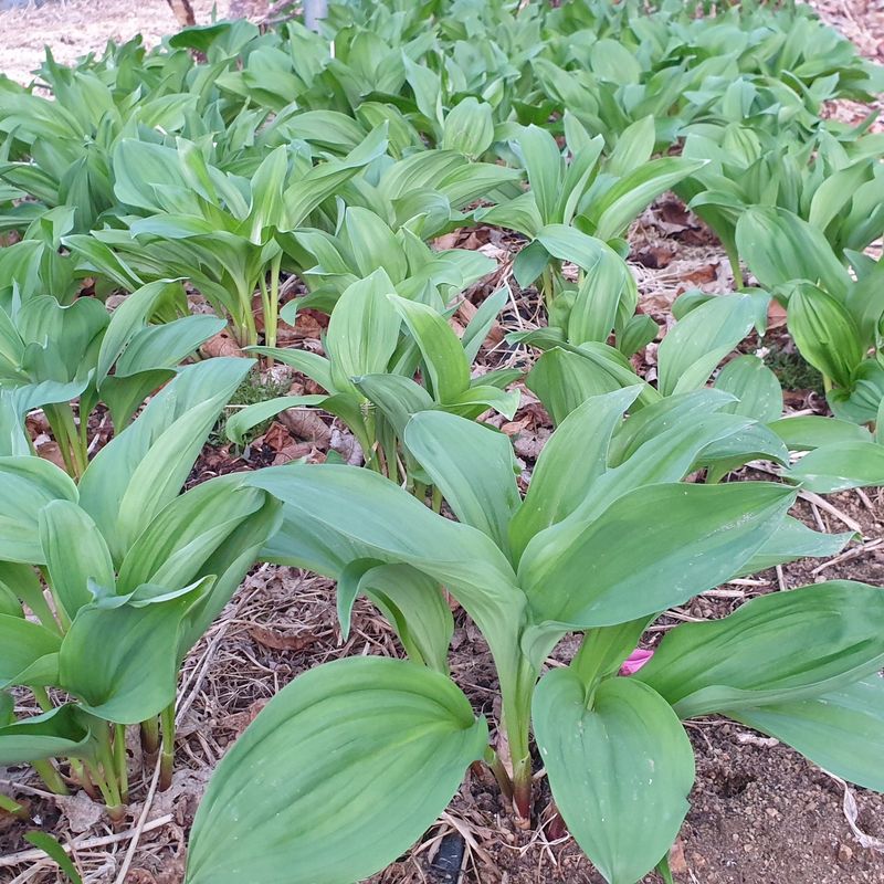 봉화랜드님의 장터 판매 상품 [명이나물 1kg] 첨부 사진