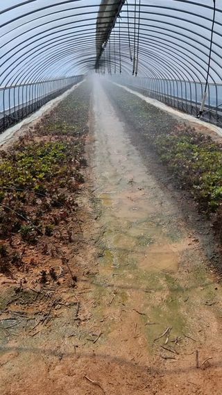 김동수님의 고구마 · 자유게시판 작성글 사진