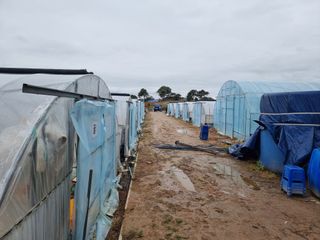 김동수님의 고구마 · 자유게시판 작성글 사진