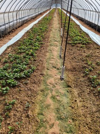 김동수님의 고구마 · 자유게시판 작성글 사진