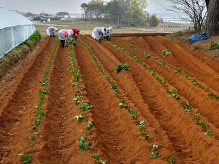 김동수님의 고구마 · 자유게시판 작성글 사진