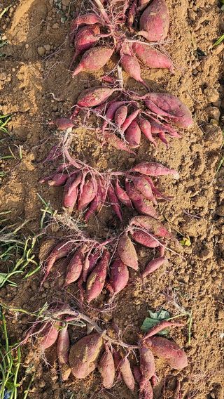 김동수님의 고구마 · 자유게시판 작성글 사진