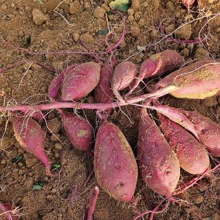 김동수님의 고구마 · 자유게시판 작성글 사진