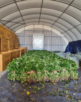 김동수님의 고구마 · 자유게시판 작성글 사진