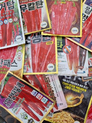 수박씨님의 고추 · 품종•종자 작성글 사진