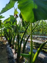 팜모닝 기타작물·영농일지 게시글 이미지