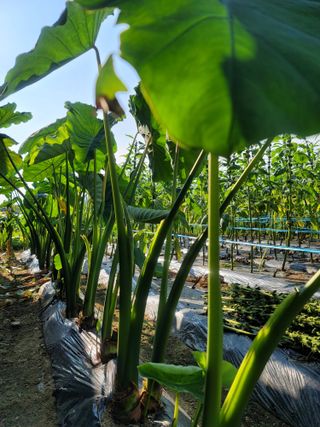 성훈경님의 기타작물 · 영농일지 작성글 사진