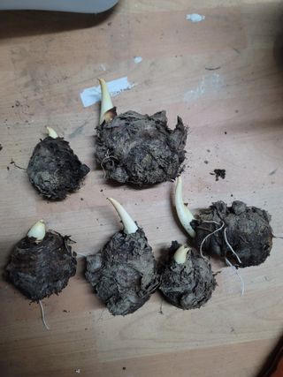 성훈경님의 기타작물 · 영농일지 작성글 사진