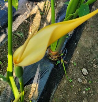 성훈경님의 기타작물 · 영농일지 작성글 사진