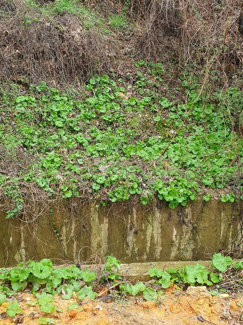 장터 상품 [거금도 야생 햇쑥 초사리머위순 1키로 ] 썸네일