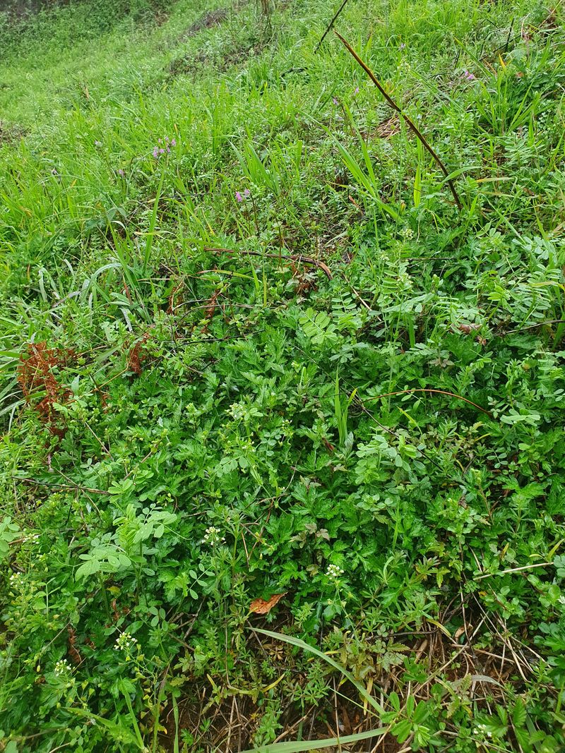 윤금옥님의 장터 판매 상품 [거금도 야생 햇쑥 초사리머위순 1키로 ] 첨부 사진