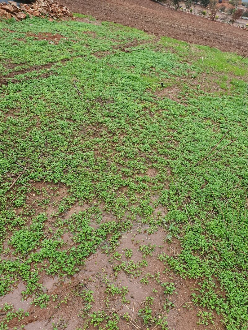 윤금옥님의 장터 판매 상품 [거금도 야생 햇쑥 초사리머위순 1키로 ] 첨부 사진