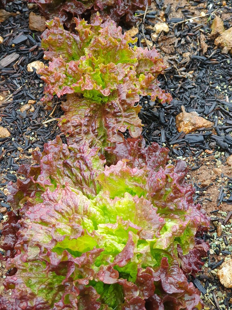 윤금옥님의 장터 판매 상품 [거금도 야생 햇쑥 초사리머위순 1키로 ] 첨부 사진