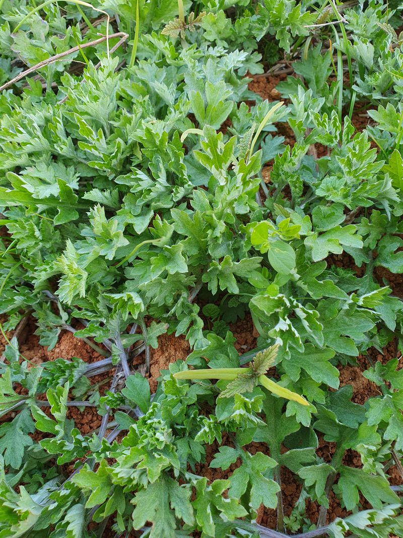 윤금옥님의 장터 판매 상품 [거금도 야생 햇쑥 초사리머위순 1키로 ] 첨부 사진