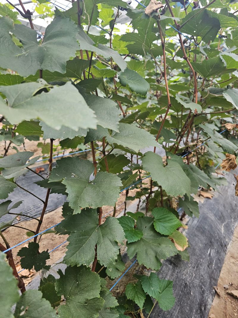 뿌리묘목농원님의 장터 판매 상품 [bk시들리스 접목2년생] 첨부 사진