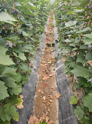 뿌리묘목농원님의 작성글 사진