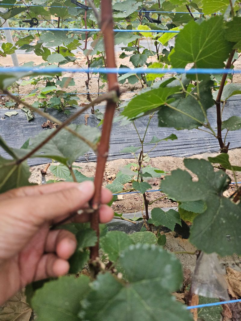 뿌리묘목농원님의 장터 판매 상품 [bk시들리스 접목2년생] 첨부 사진