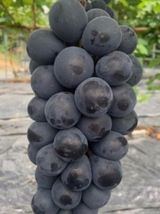 팜모닝 · 게시글 이미지