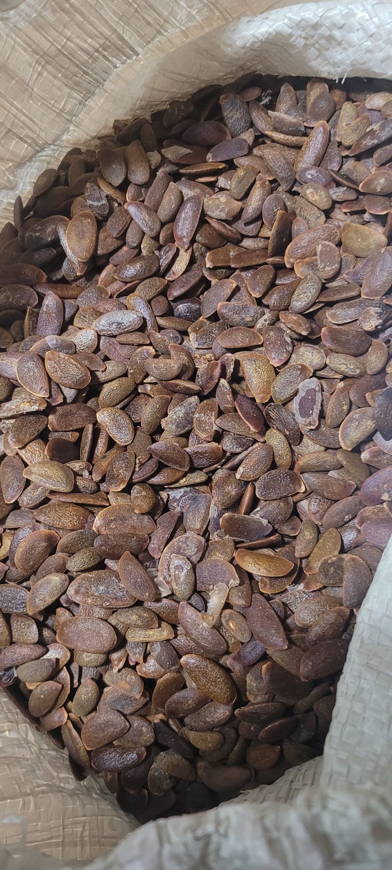 장터 상품 [야생산감씨앗] 썸네일