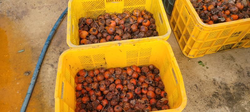 이동훈님의 장터 판매 상품 [야생산감씨앗] 첨부 사진