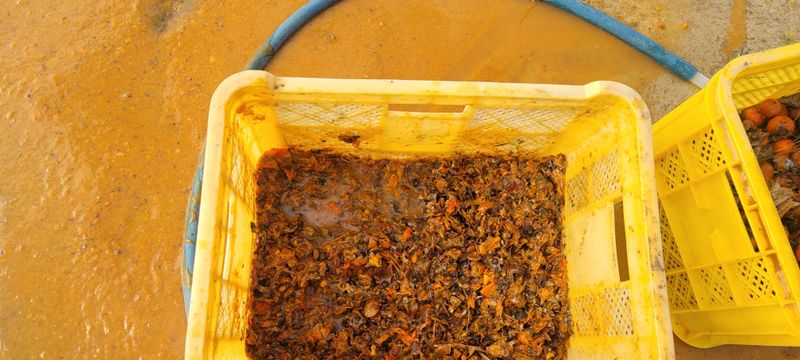 이동훈님의 장터 판매 상품 [야생산감씨앗] 첨부 사진