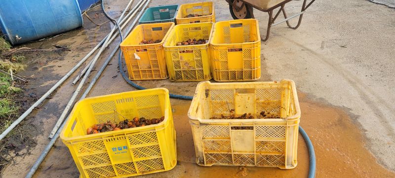 이동훈님의 장터 판매 상품 [야생산감씨앗] 첨부 사진