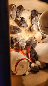 팜모닝 자유주제·자유게시판 게시글 이미지