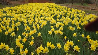 보성골망태정원 님의 자유주제 · 사진전 작성글 사진