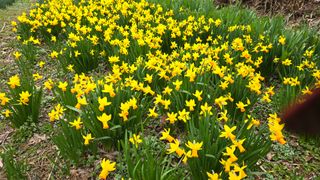 보성골망태정원 님의 자유주제 · 사진전 작성글 사진