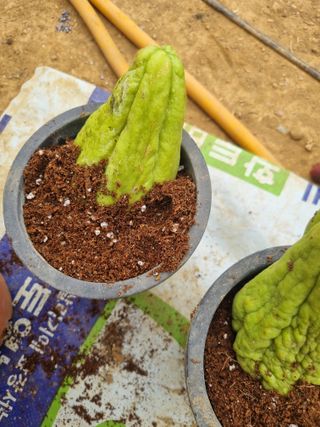 풍요님의 자유주제 · 자유게시판 작성글 사진