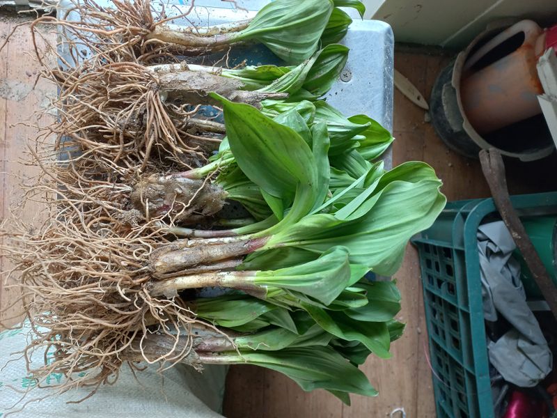 장터 상품 [산마늘 판매완료 ] 썸네일